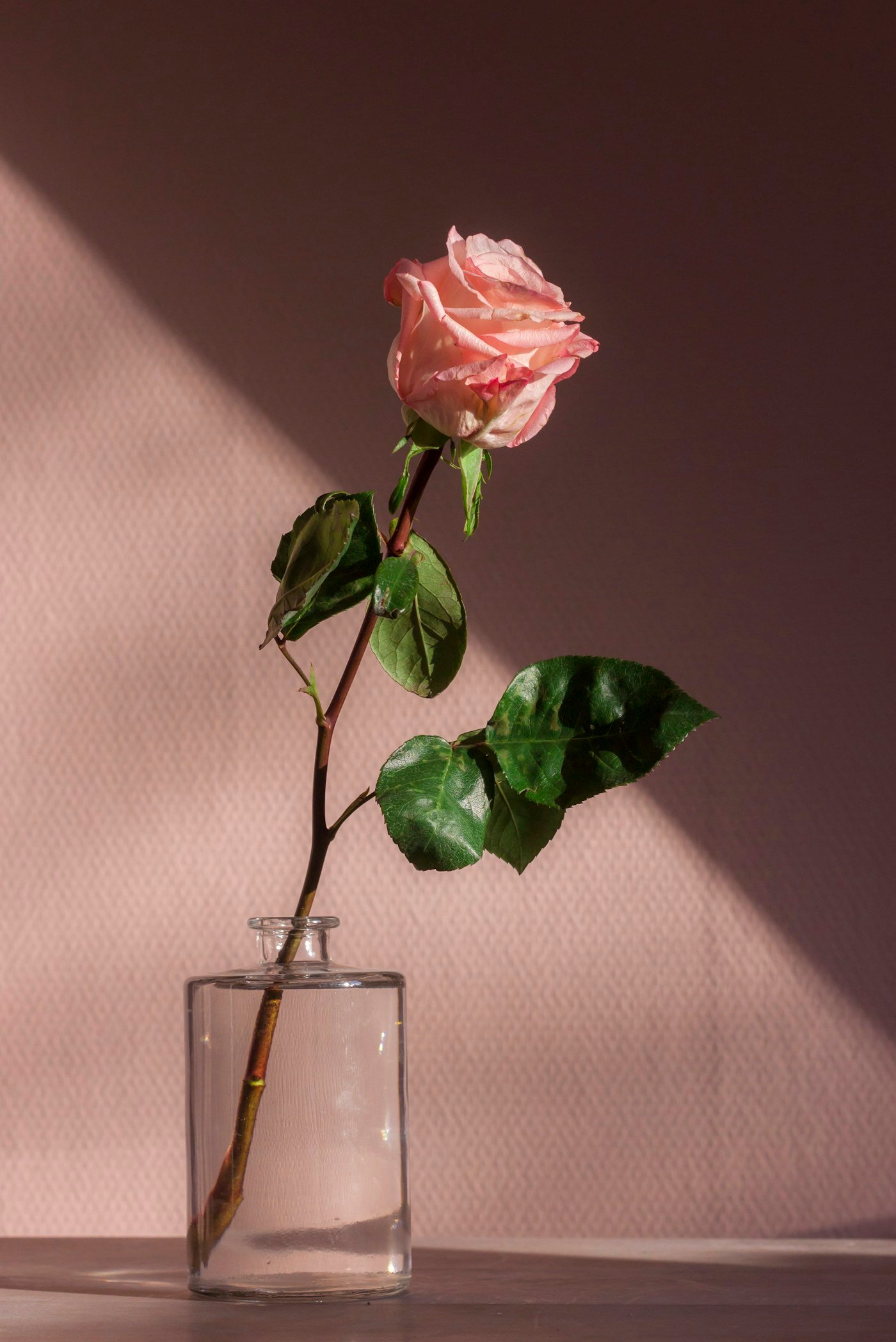 Rosas frescas en tonos delicados